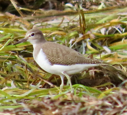 Common Sandpiper