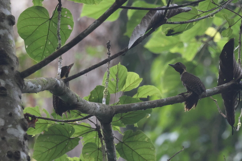 Buff-necked Woodpecker