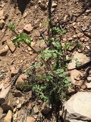 Hosackia crassifolia crassifolia