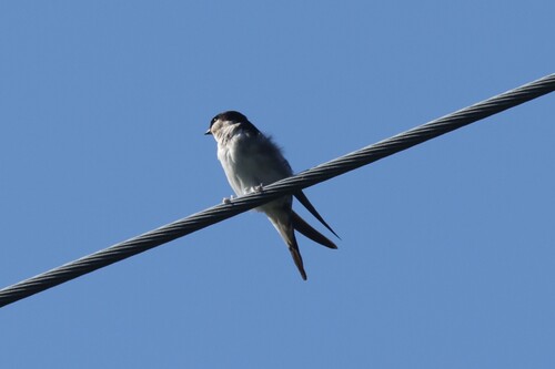 Western House Martin