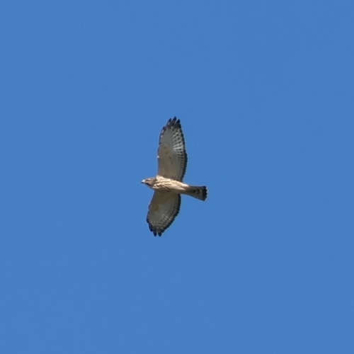 Broad-winged Hawk