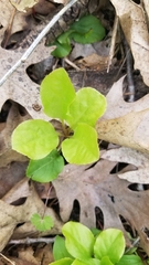 Pyrola elliptica
