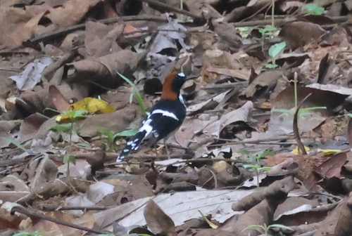 Enicurus ruficapillus observed 2026-08-12
