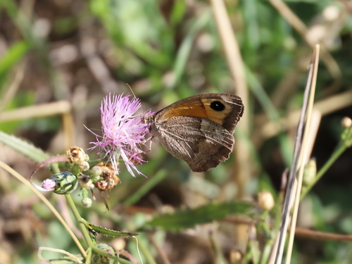 Meadow Brown