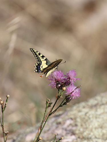 Old World Swallowtail