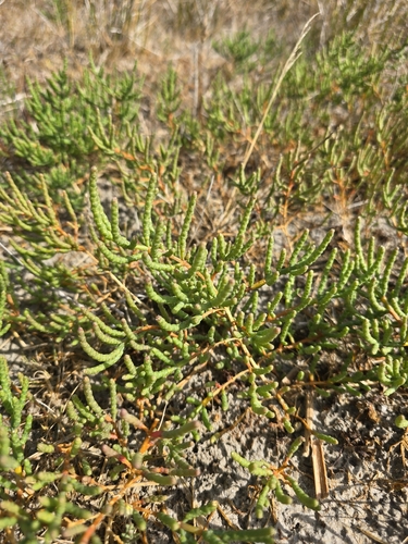 Salicornia perennans, photograph 6