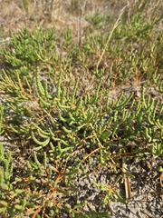 Salicornia perennans, photograph (c) David Sandler, some rights reserved (CC BY)