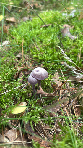 Amethyst Deceiver