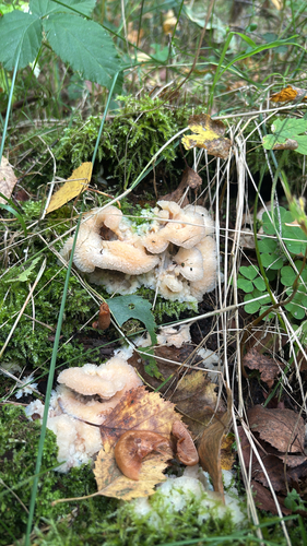 Trembling Crust