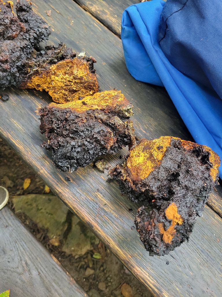 chaga · September 2026 · photo: Photo: no rights reserved · iNaturalist