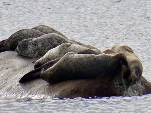 Harbor Seal