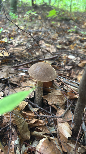 Brown Birch-bolete