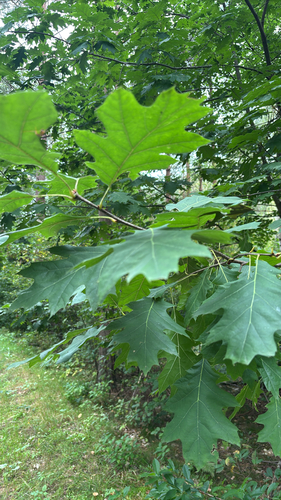 northern red oak