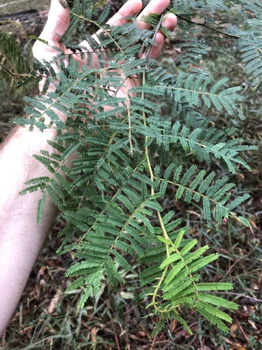 Image of Acacia oshanesii by (c) Greg Tasney, some rights reserved (CC BY-SA)
