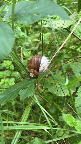 Roman Snail