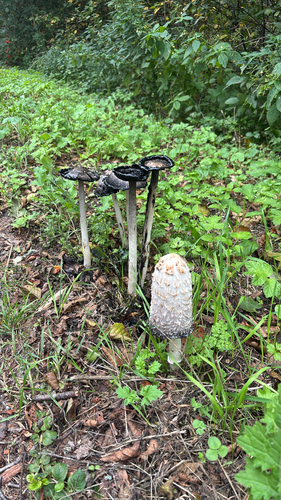 Shaggy Mane