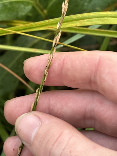 Glyceria septentrionalis observed 2026-09-13