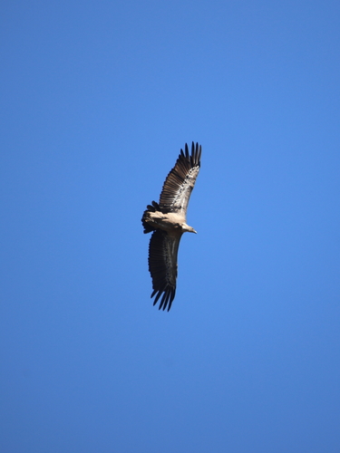 Eurasian Griffon