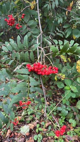 European mountain ash
