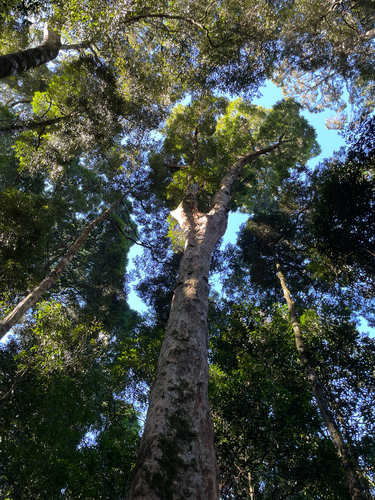 Syzygium francisii, photograph 2