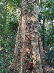 Syzygium francisii