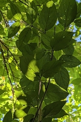 Viburnum luzonicum
