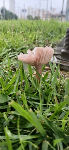 sordid blewit