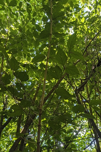 Viburnum luzonicum, photograph 3