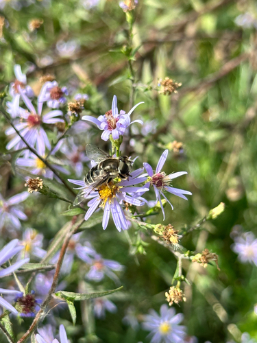 Black-shouldered Drone Fly