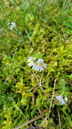 Common Eyebright
