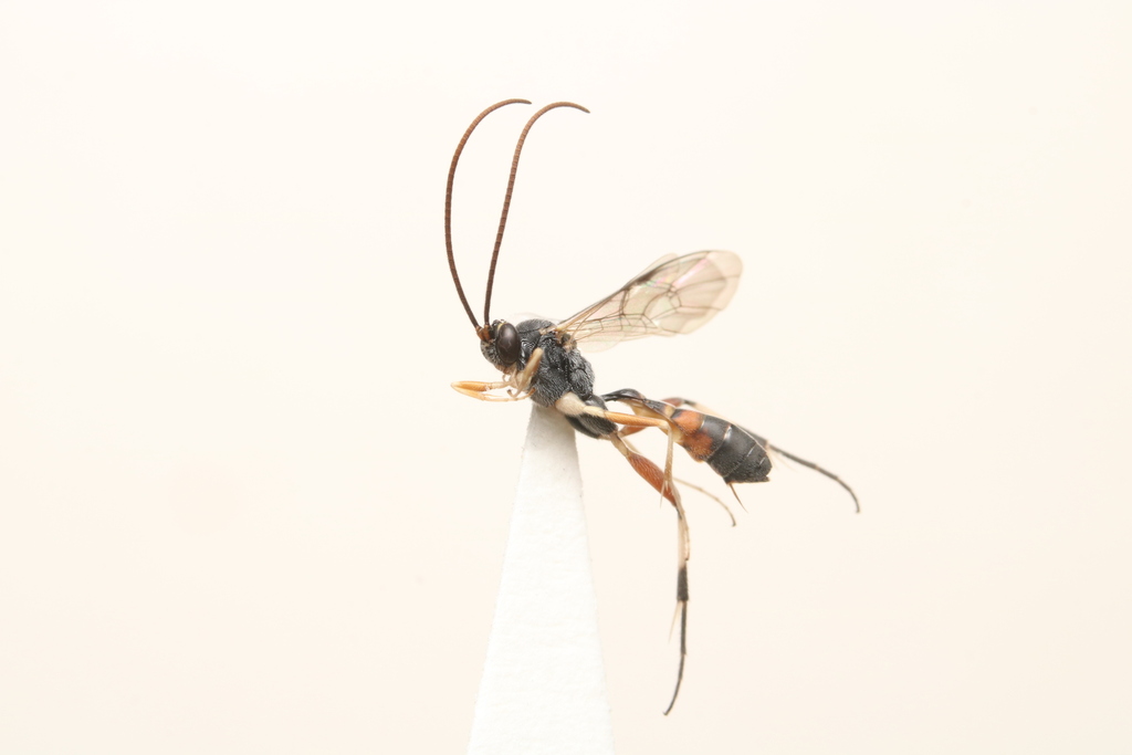 Echthronomas