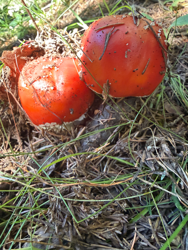 Fly Agaric