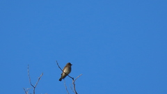 Prodotiscus regulus