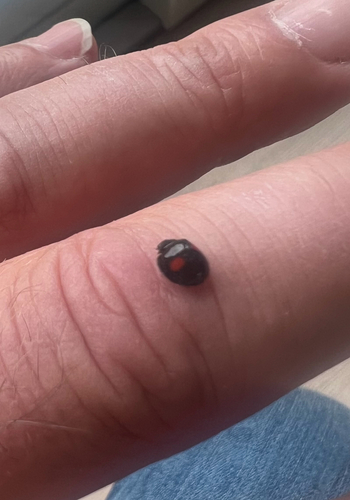 Kidney-spot Ladybird