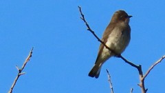 Prodotiscus regulus