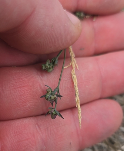 Bupleurum tenuissimum