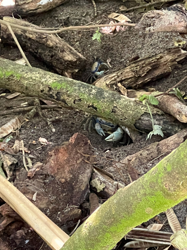 Blue Land Crab