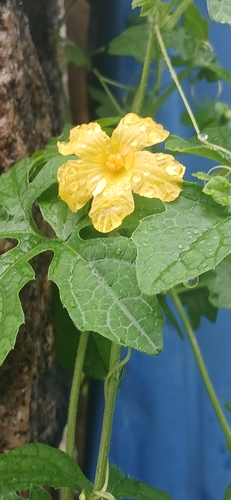 Momordica charantia charantia