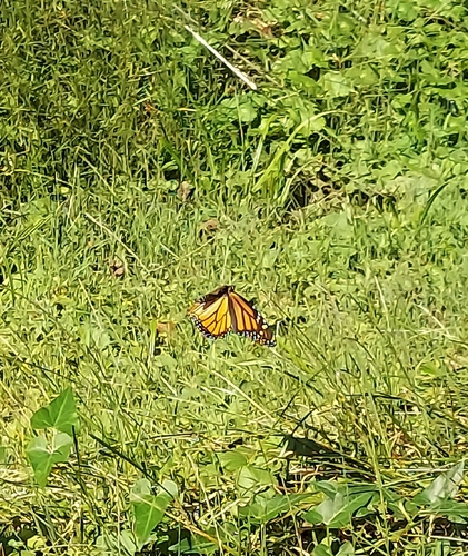 Monarch