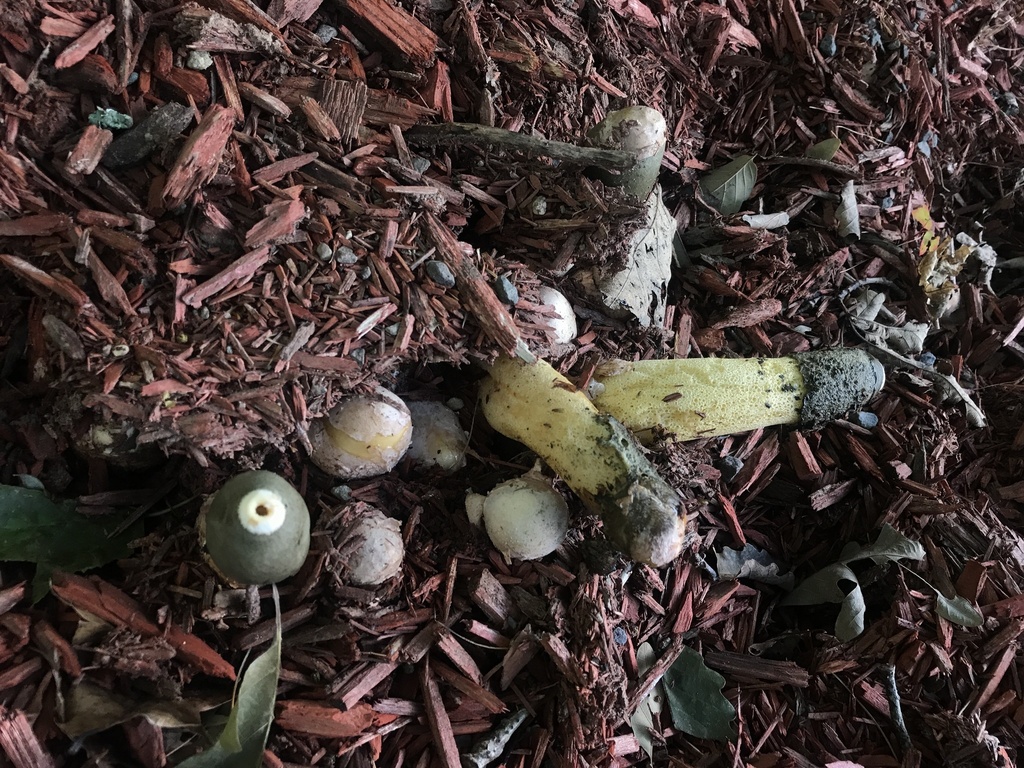 Ravenel's stinkhorn · September 2026 · photo: Photo: (c) Matthew Rozanoff, some rights reserved (CC BY) · iNaturalist