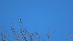 Prodotiscus regulus