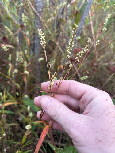 swamp smartweed