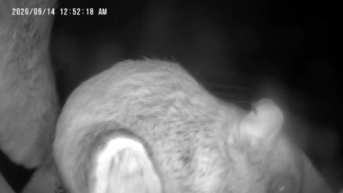 Humboldt's Flying Squirrel observed by cephalogoddess