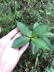 Alyxia magnifolia