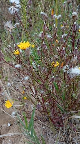 Crepis foetida, photograph 1