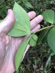 Alyxia magnifolia