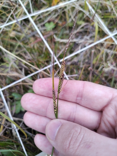 Carex nigra, 2026-09-14