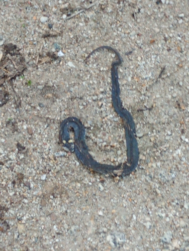 grass snake