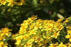 Syritta flaviventris