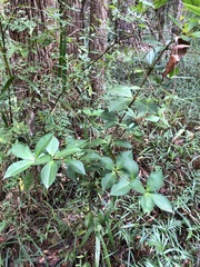 Alyxia magnifolia